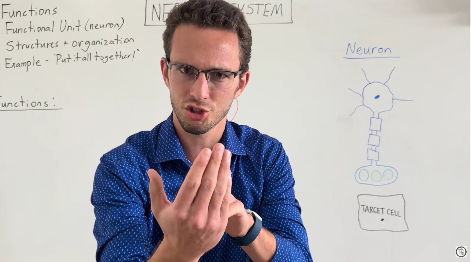 Organized Biology teaching the nervous system at the whiteboard